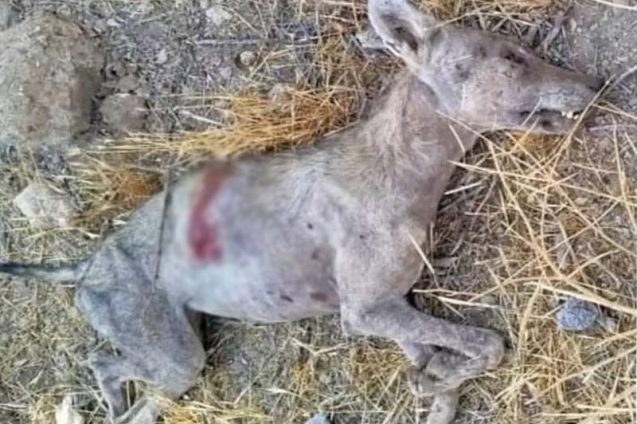 حمله دو گرگاس به یک دامداری در مبارکه